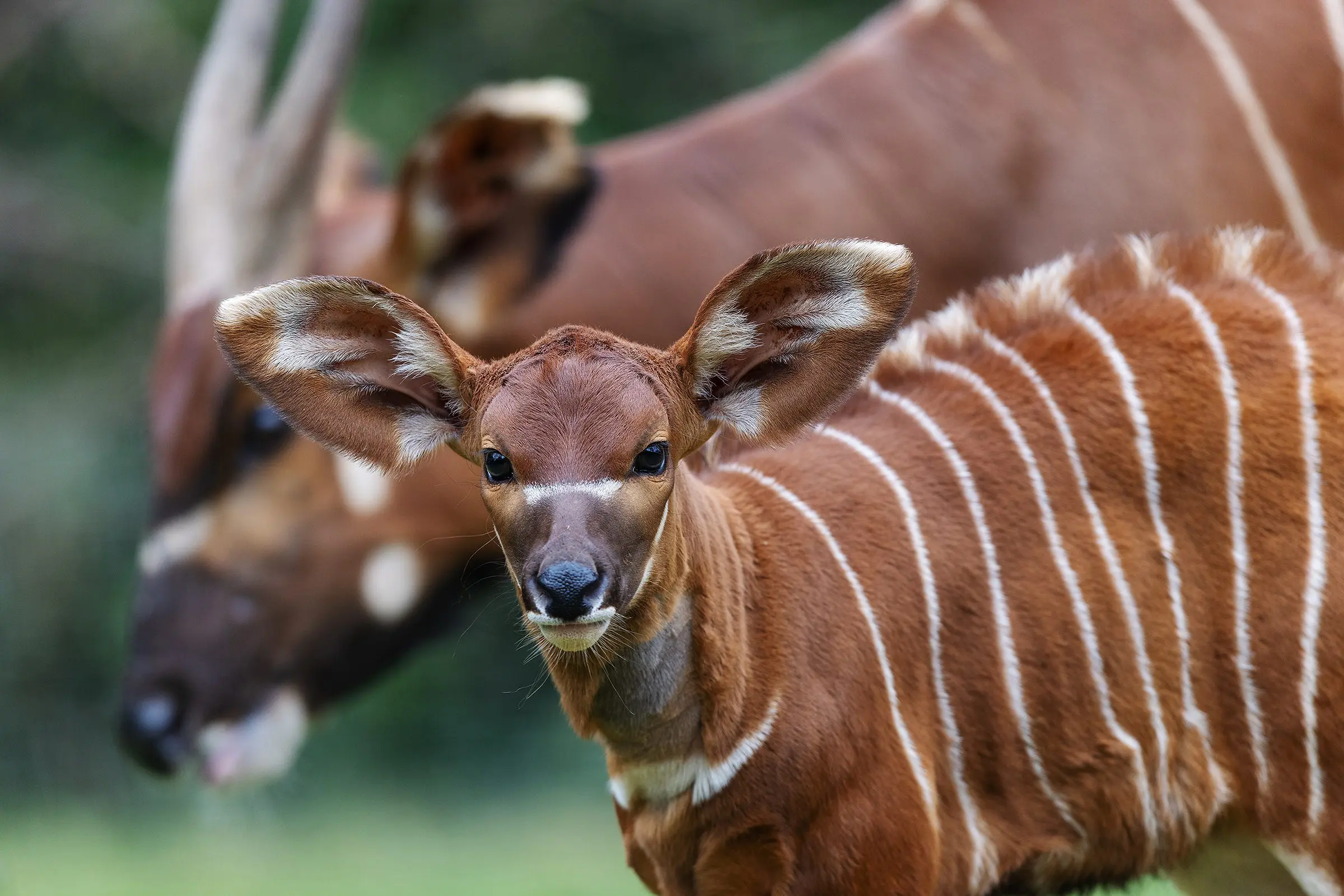 REPRO_FREE_DUBLIN_ZOO_BONGO_02