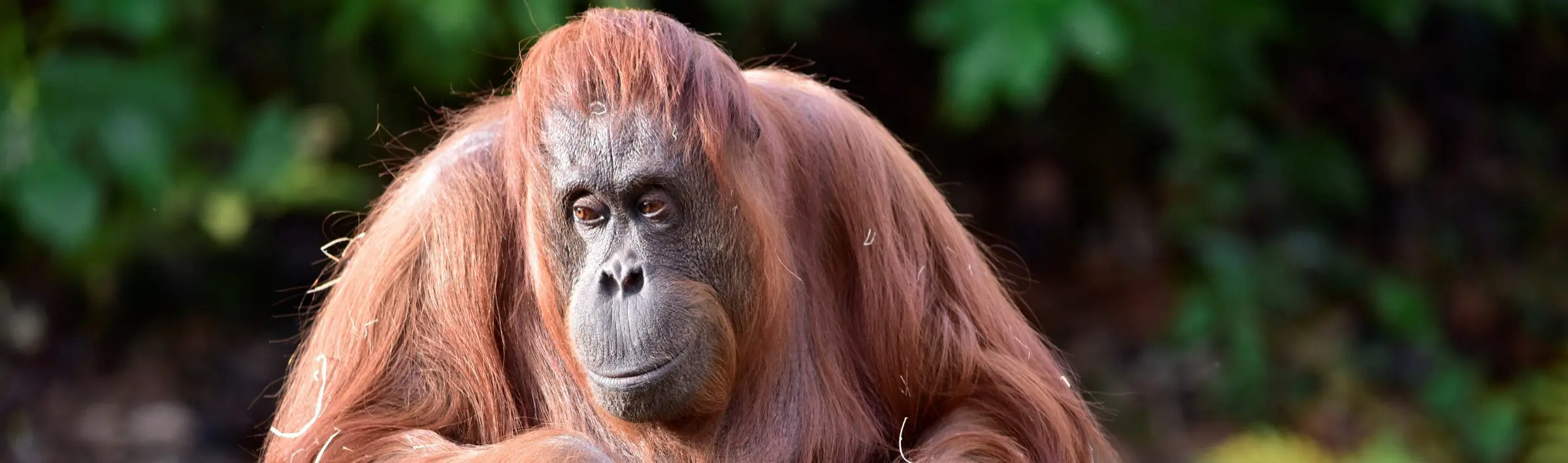 Farewell to Leonie, the Quiet Matriarch of Dublin Zoo
