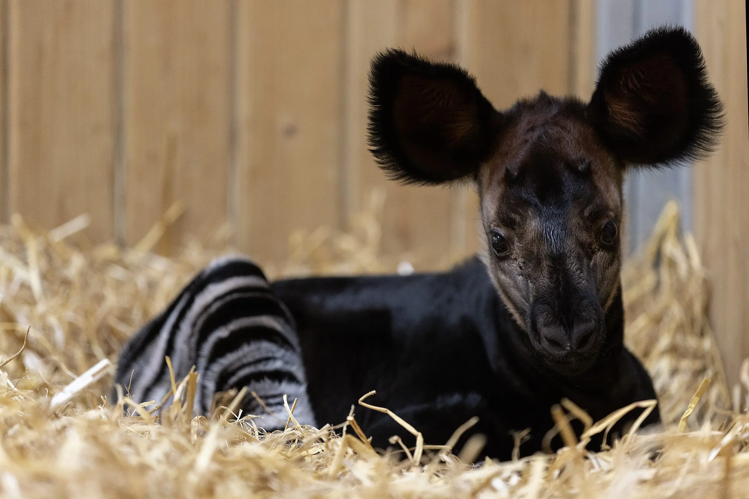 Dublin Zoo Celebrates Birth of Endangered Okapi Calf