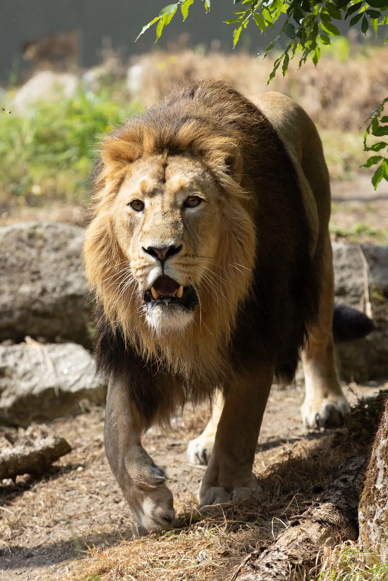 REPRO_FREE_DUBLIN_ZOO_LION_03