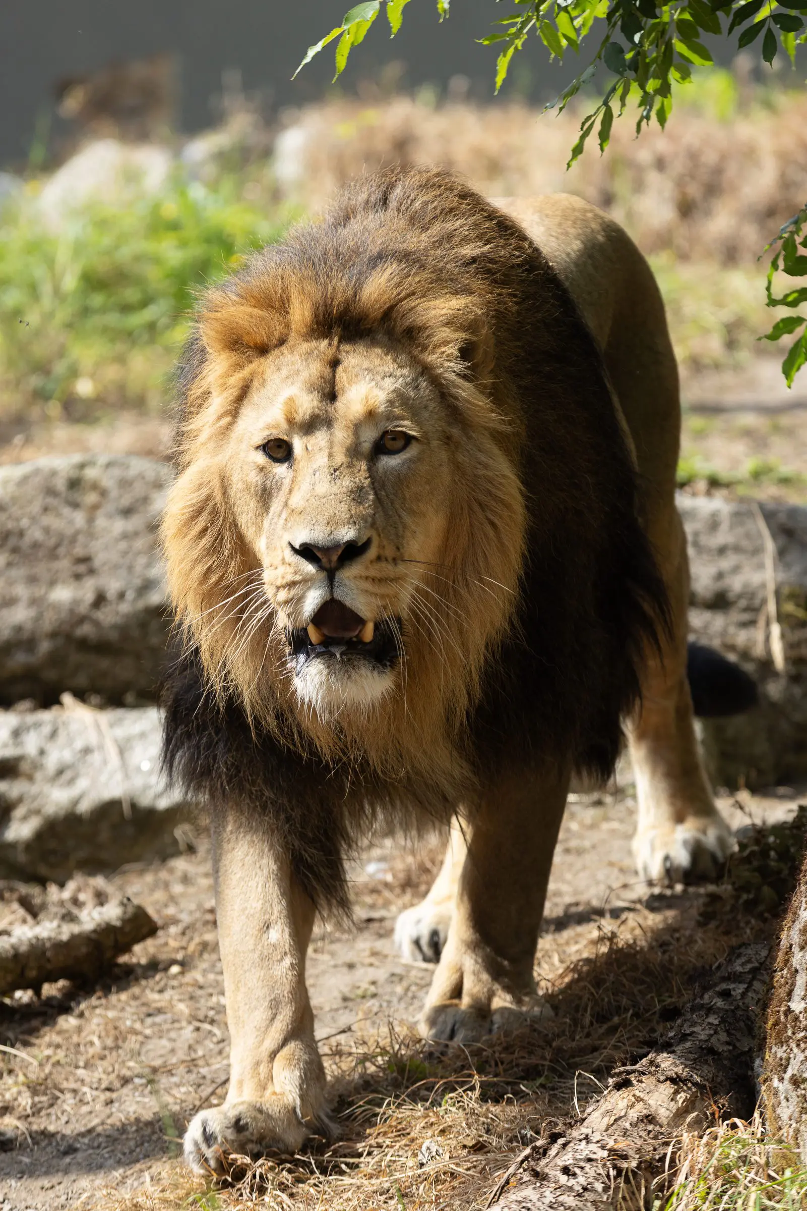 REPRO_FREE_DUBLIN_ZOO_LION_04