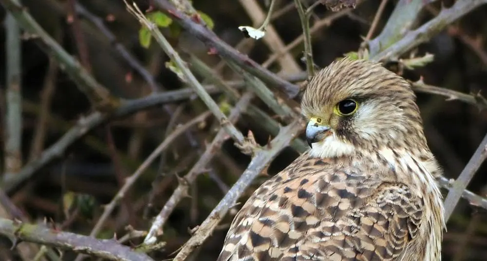 1039689_10151477947261643_547137166_o-header