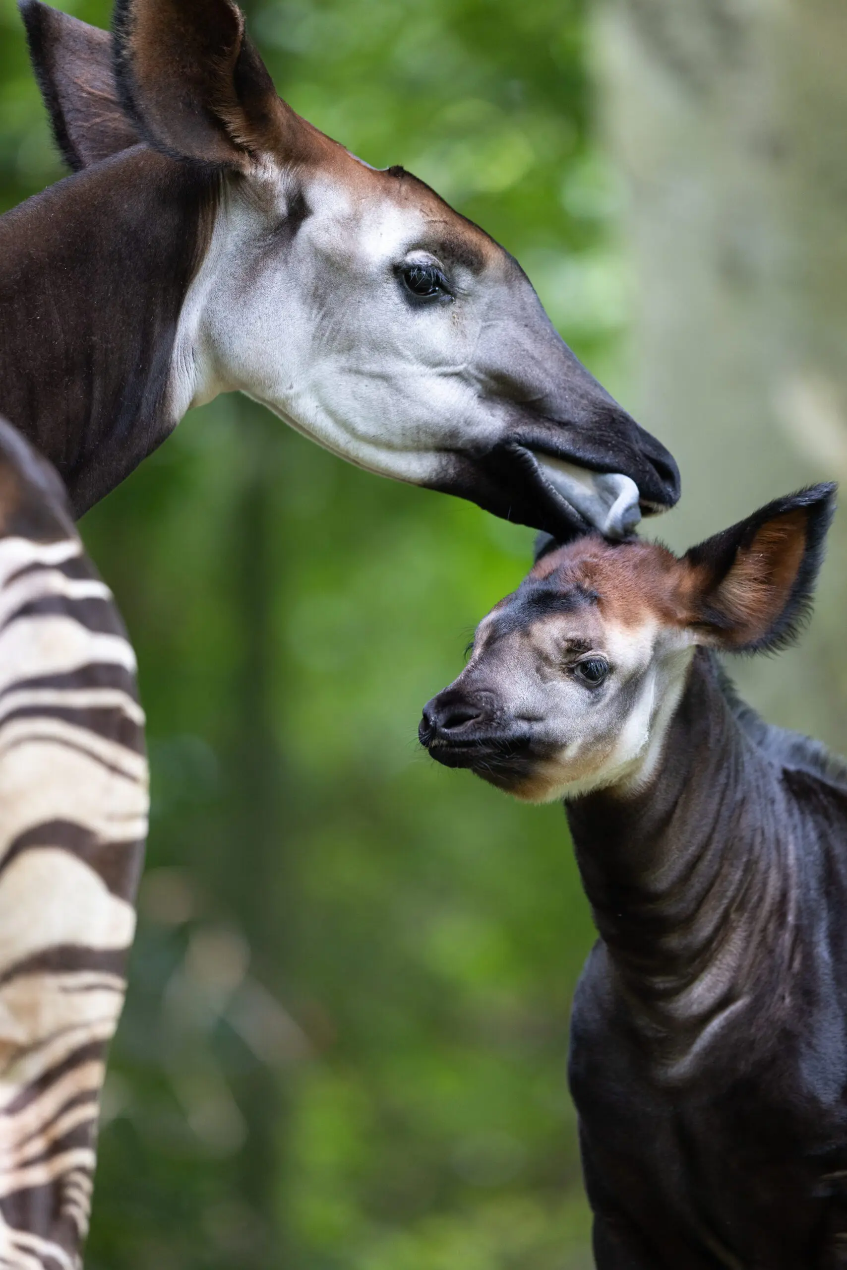 Okapi PB25075_DZ_276