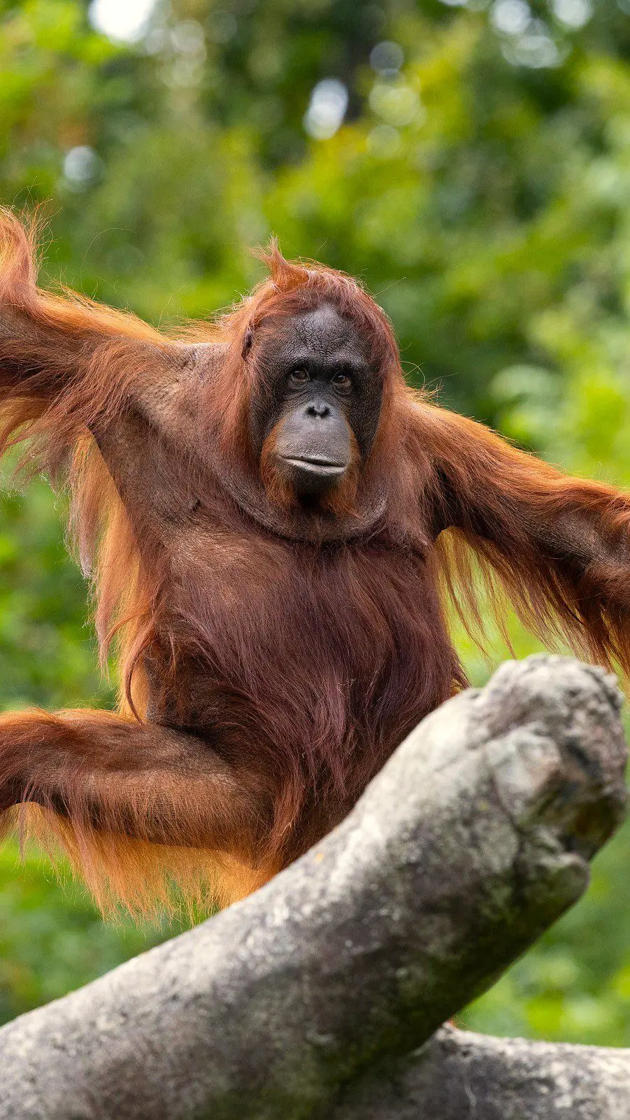 REPRO_FREE_DUBLIN_ZOO_Orangutan_011