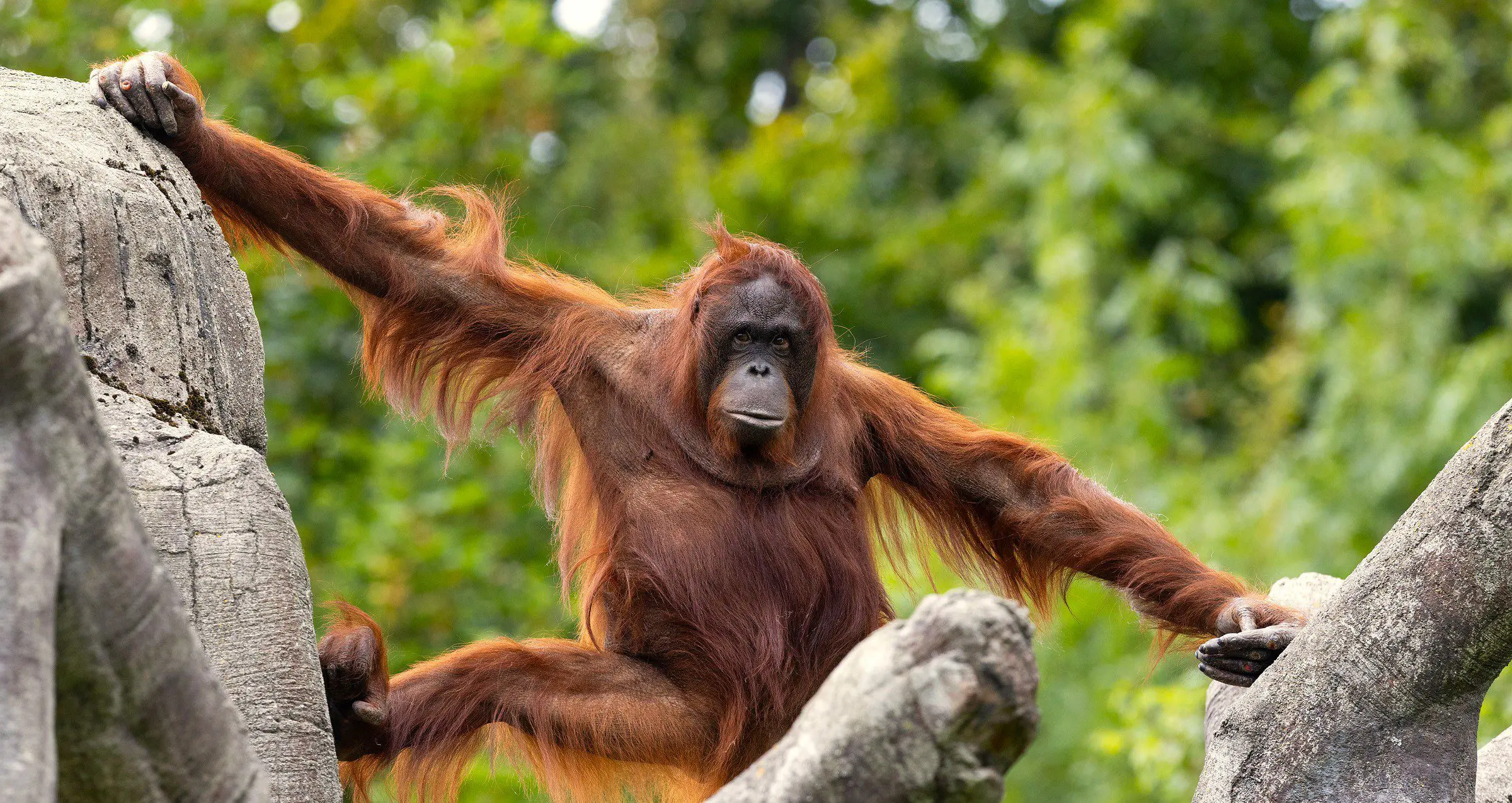 REPRO_FREE_DUBLIN_ZOO_Orangutan_012