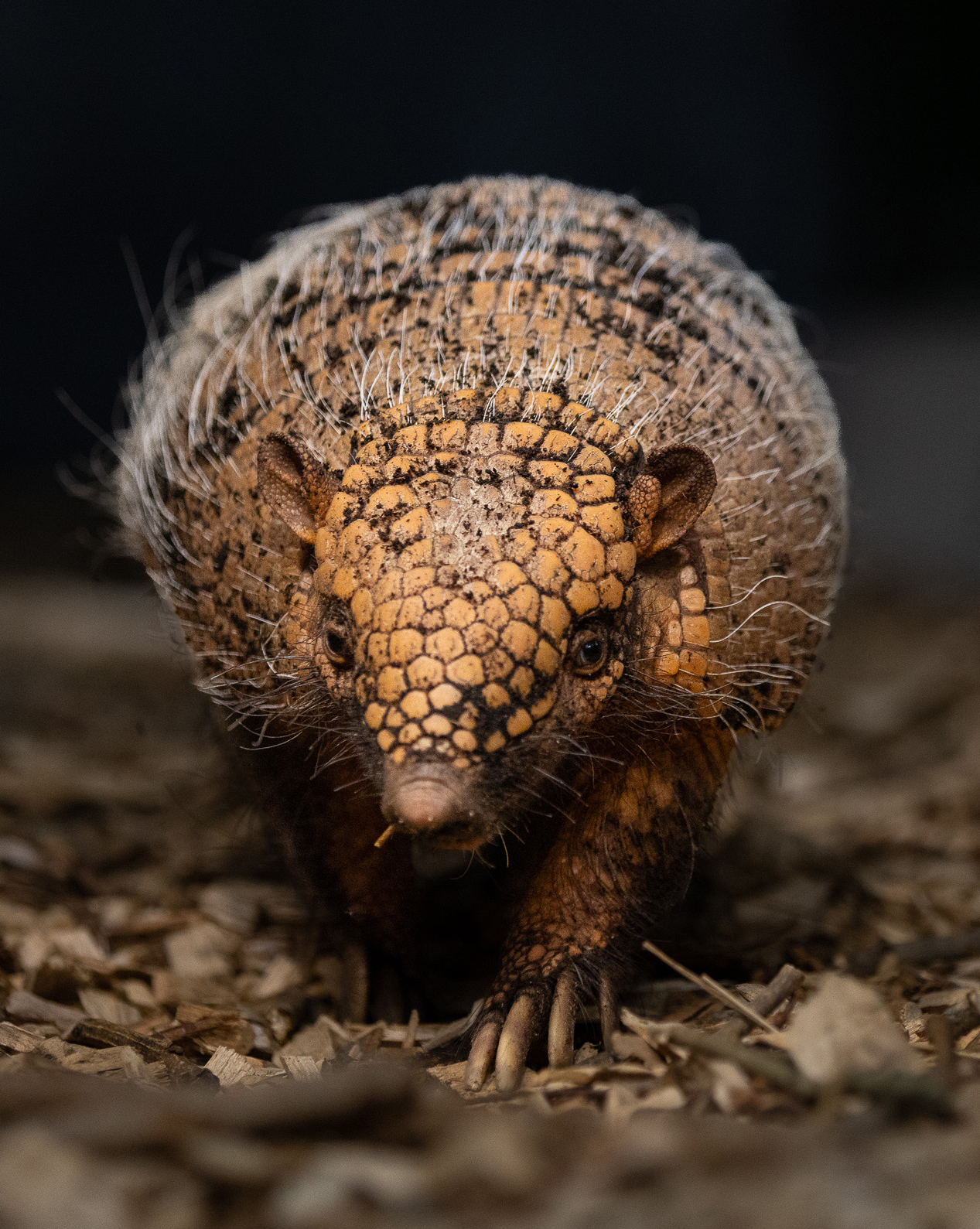 Ozzy the Armadillo