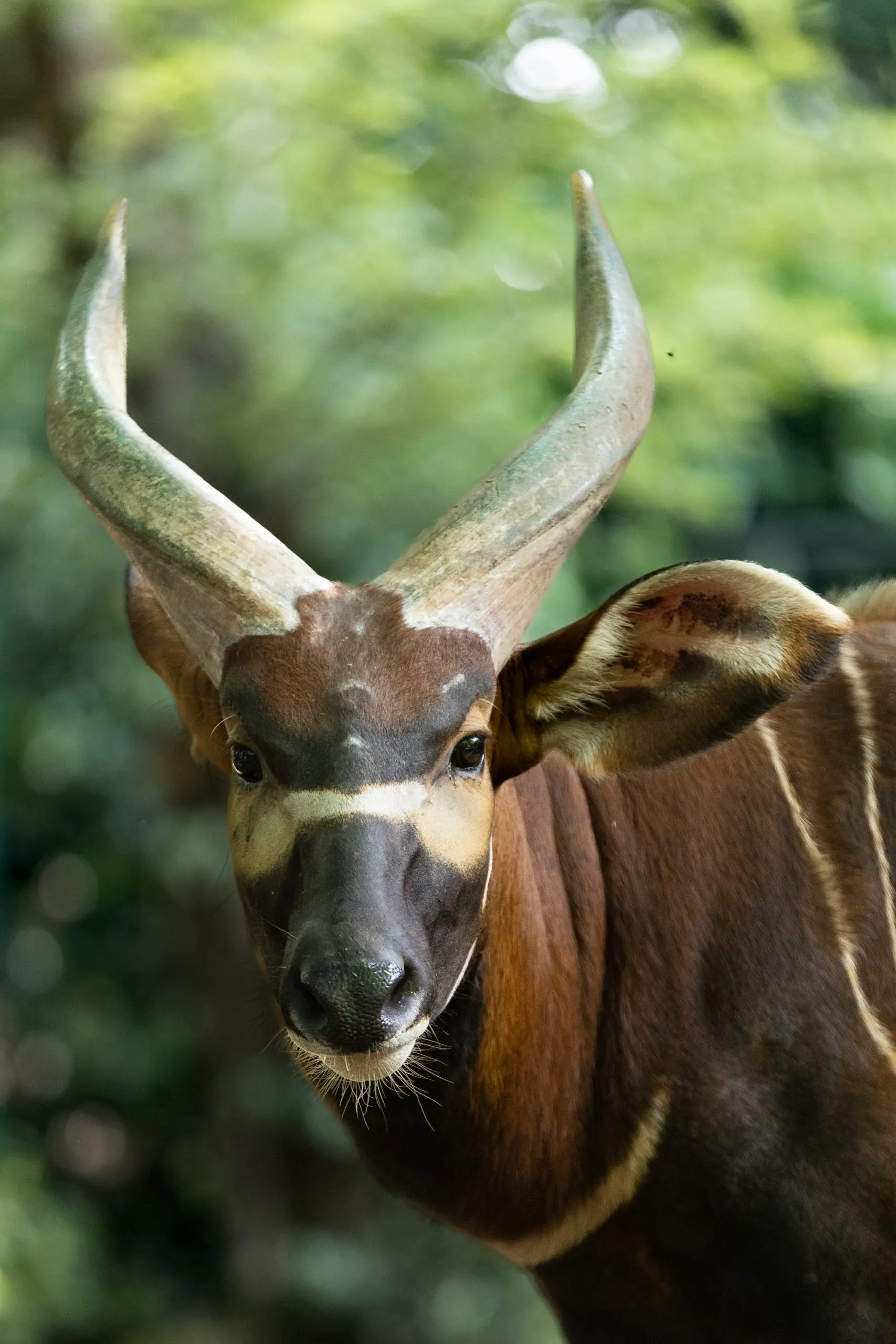 Bongo