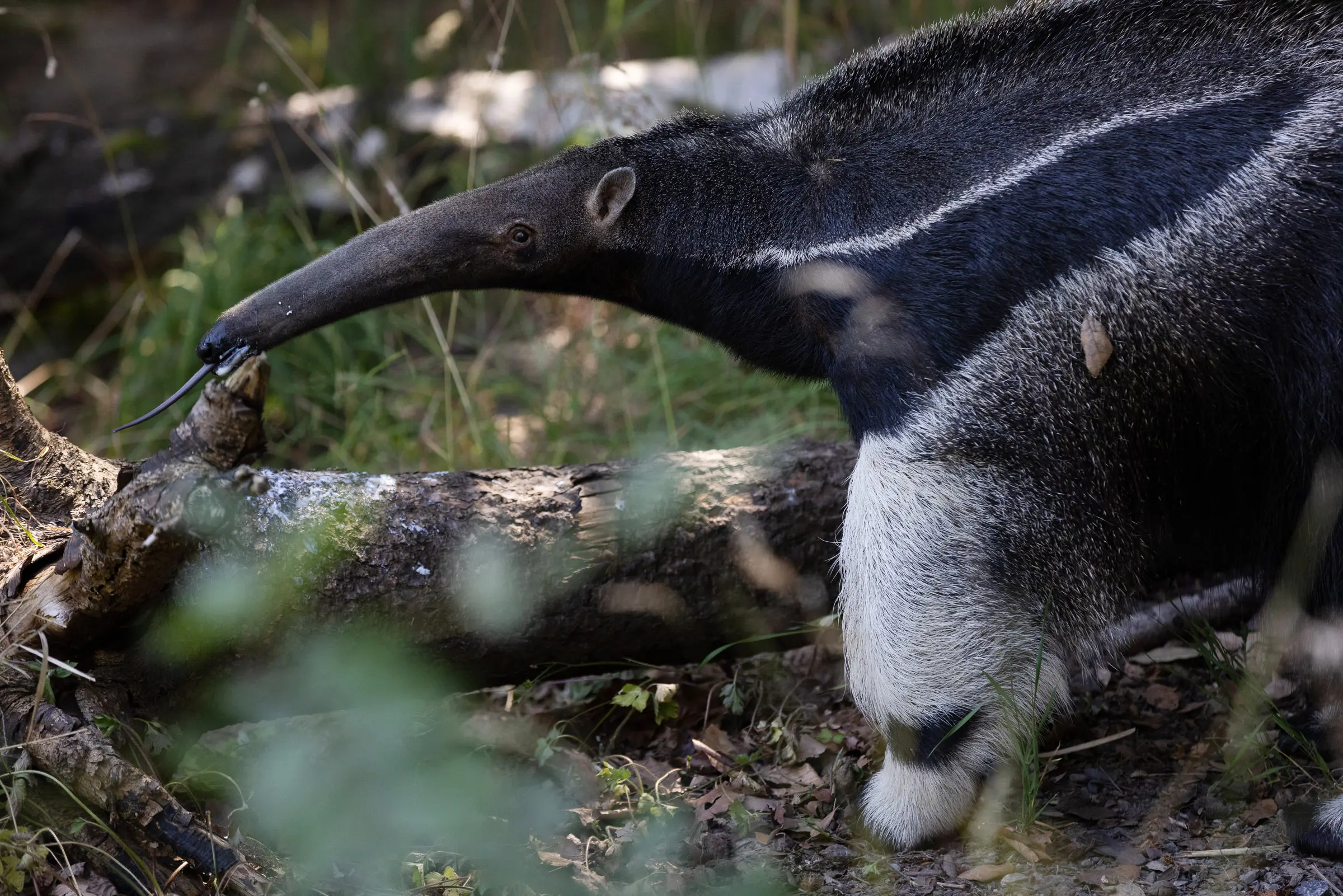 giant-anteaters-dublin-zoo