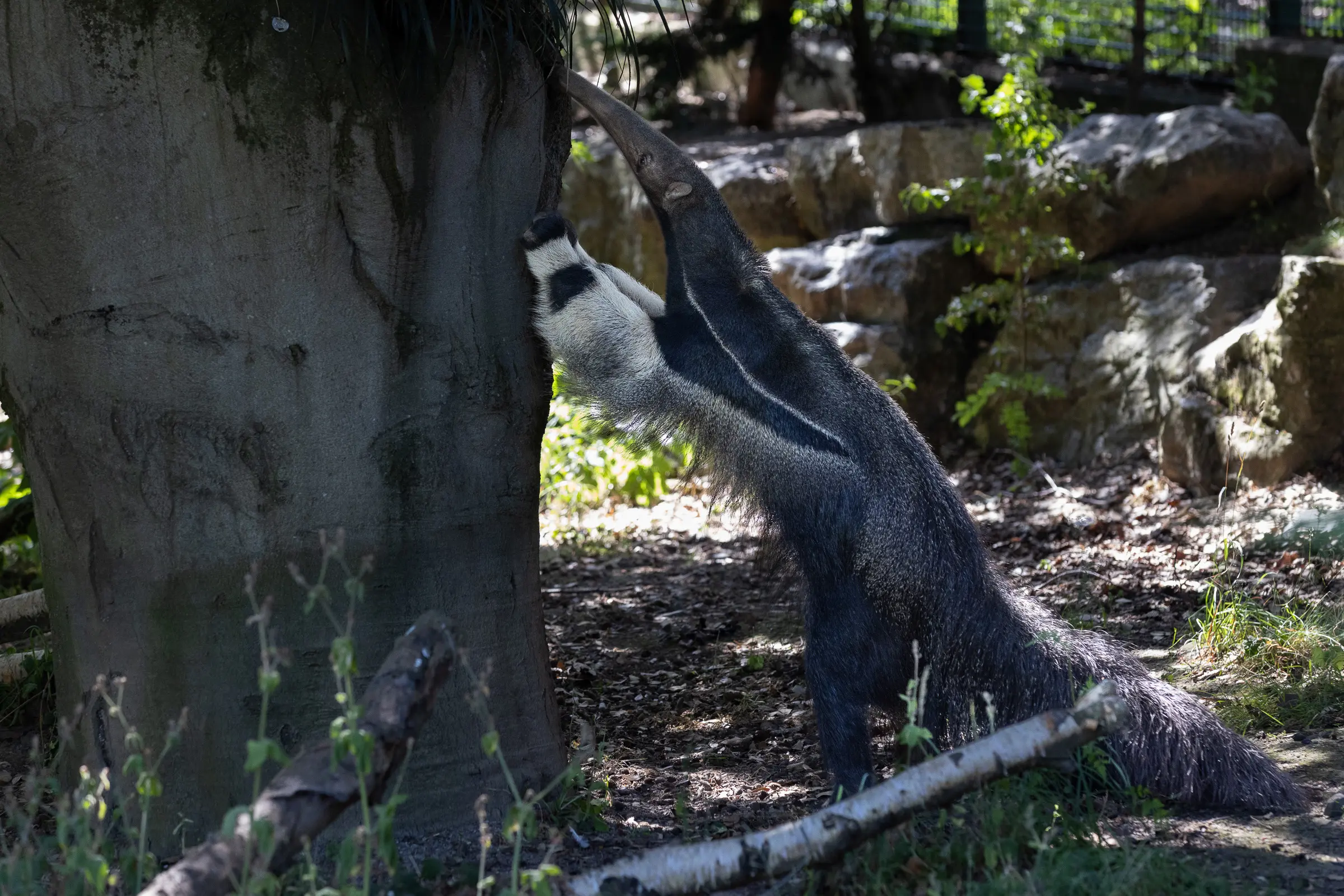 giant-anteater-dublin-zoo