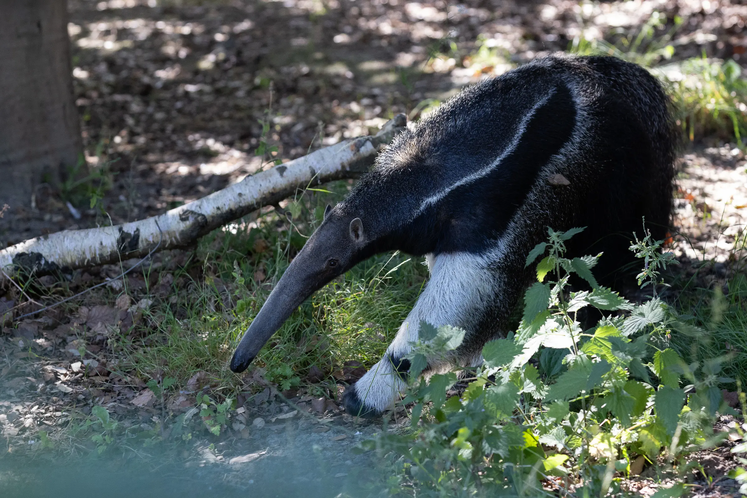 giant-anteater-dublin-zoo