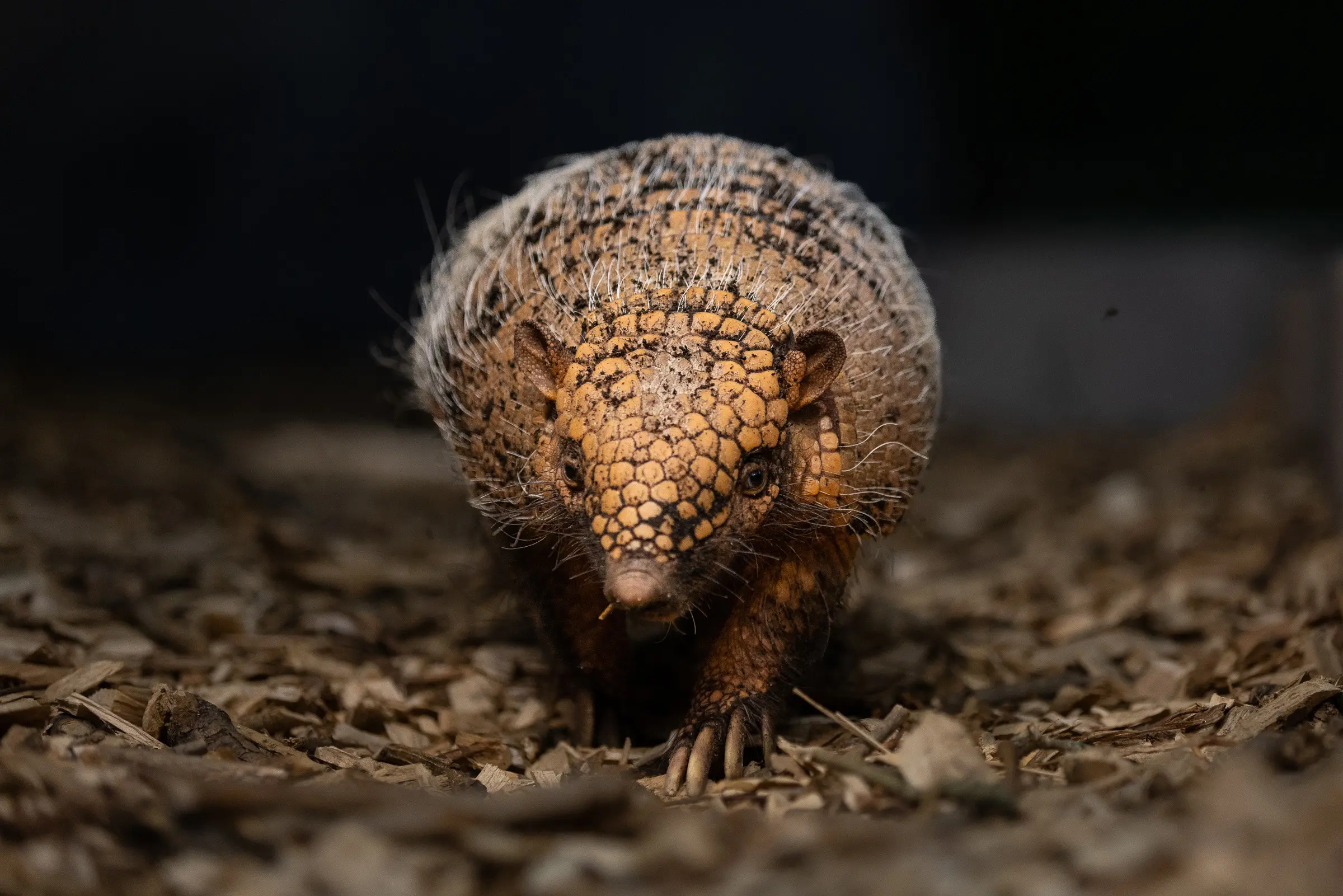 Ozzy - Six-banded armadillo at Rainforest House habitat