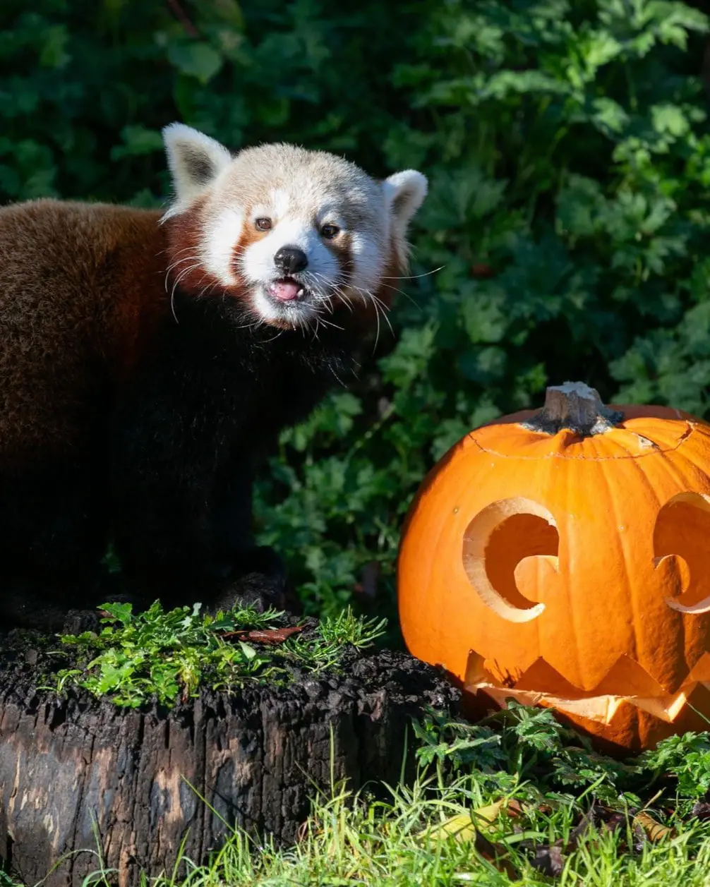 PB23118_DZ_HALLOWEEN_298-13