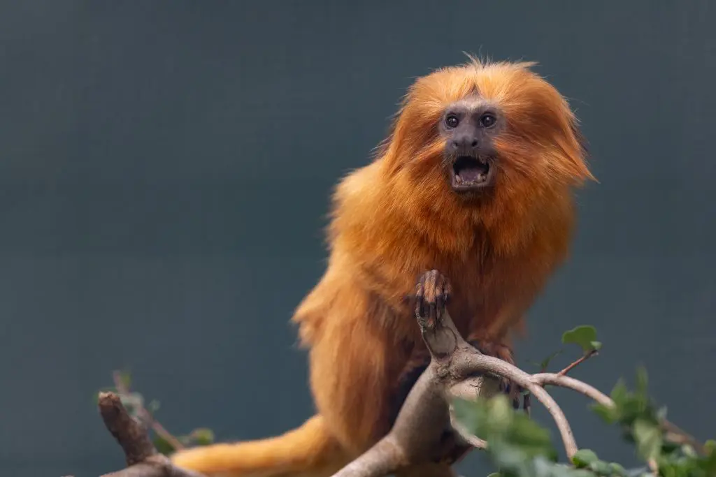 golden lion tamarin dublin zoo