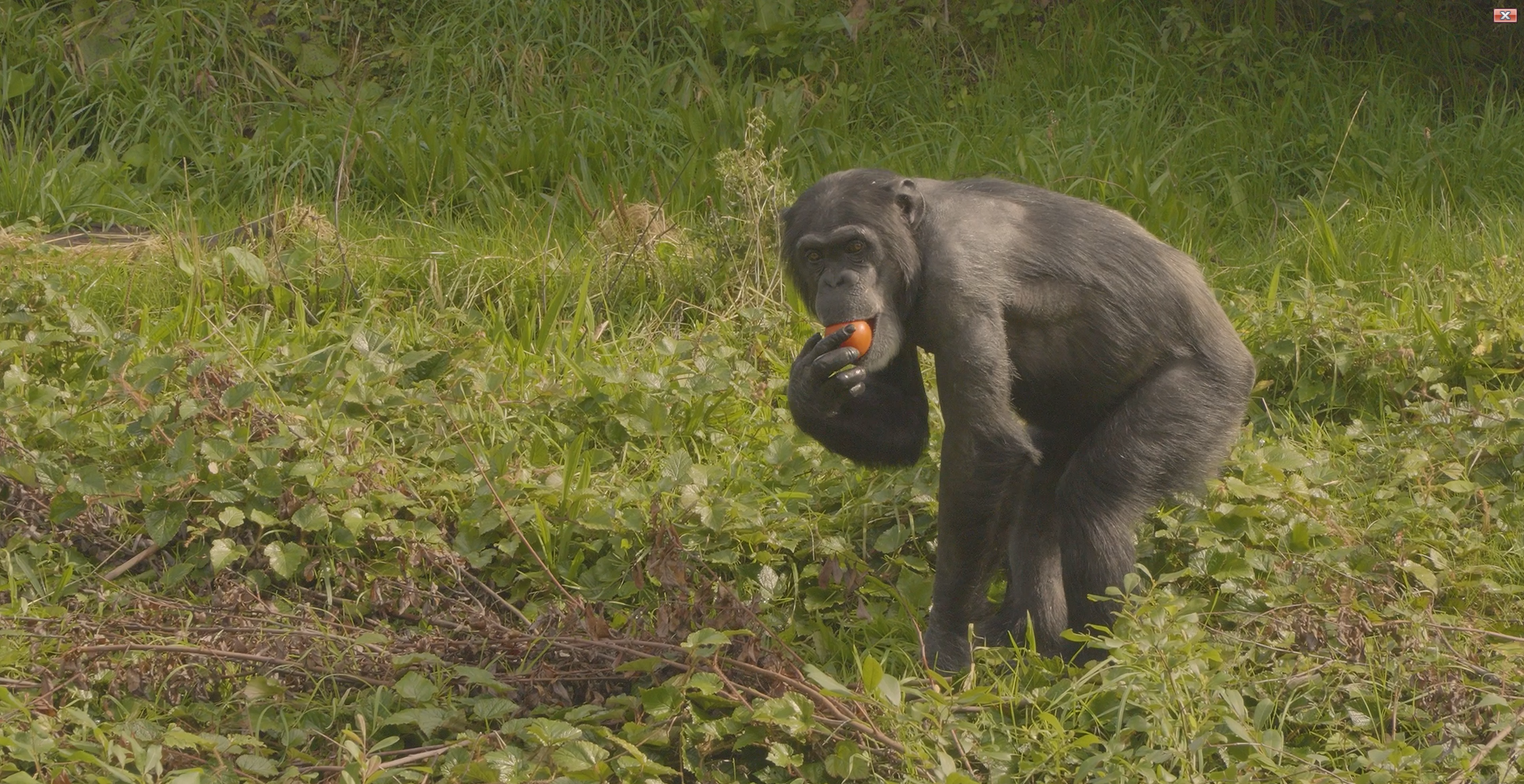 Chimpanzee and Mangabey Habitats Set for Refurbishment