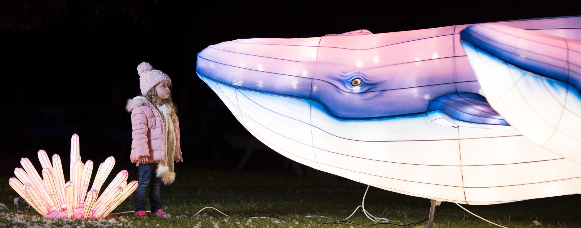 Second year of Wild Lights a roaring success as Dublin Zoo visitor numbers increase by 35% from 2017