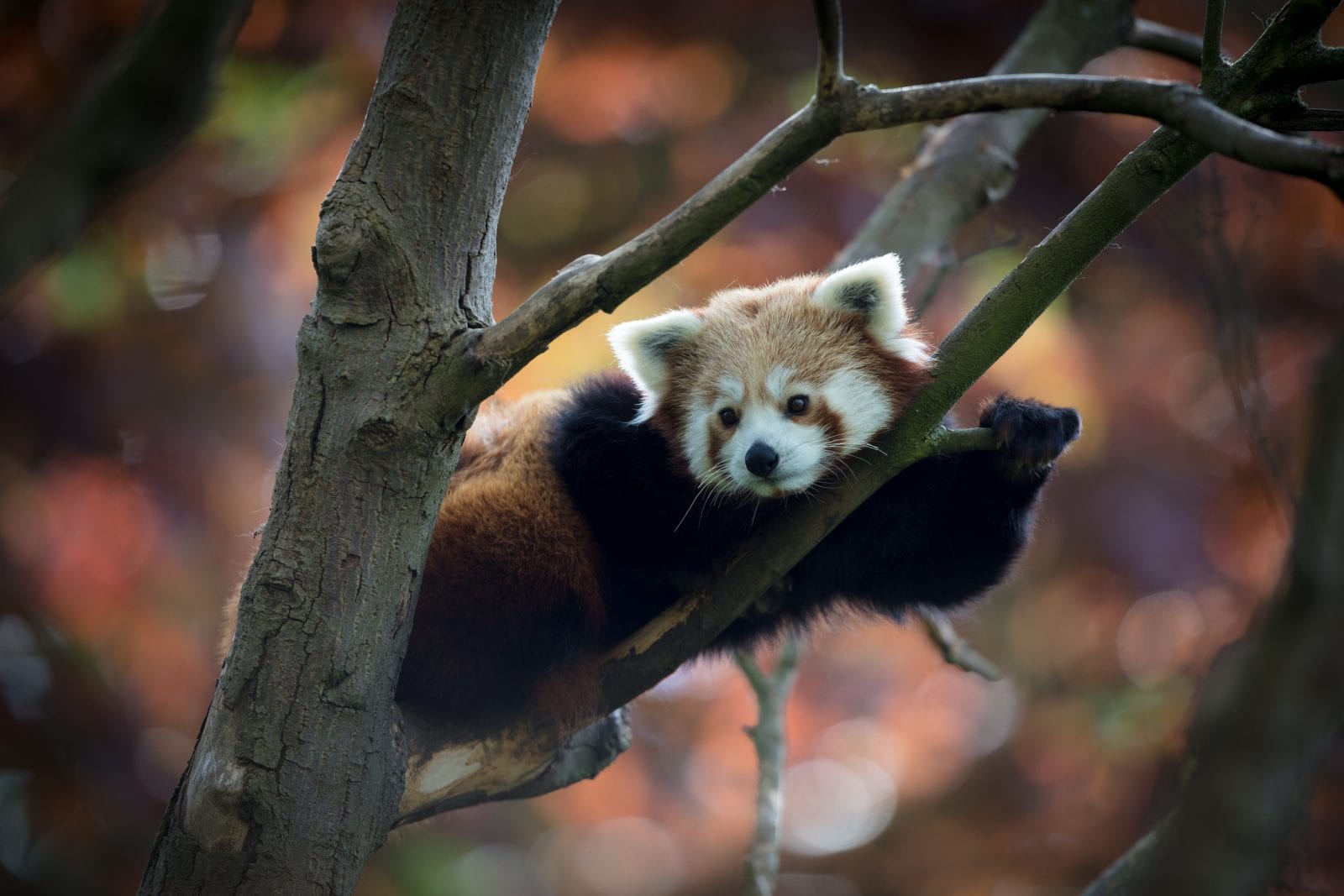 Red panda - Dublin Zoo