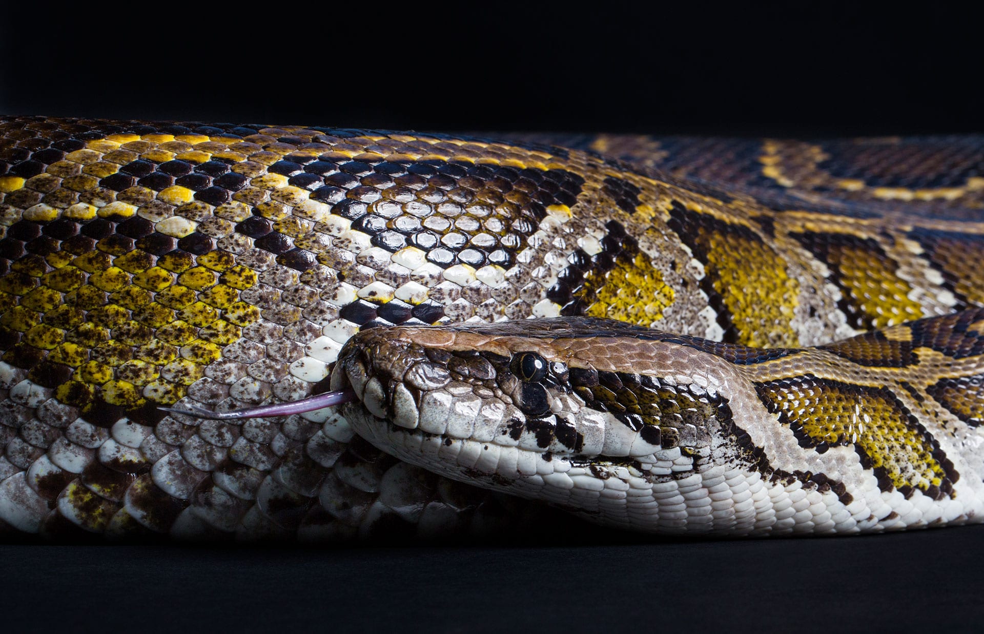 Burmese Python - Dublin Zoo Burmese Python - Dublin Zoo