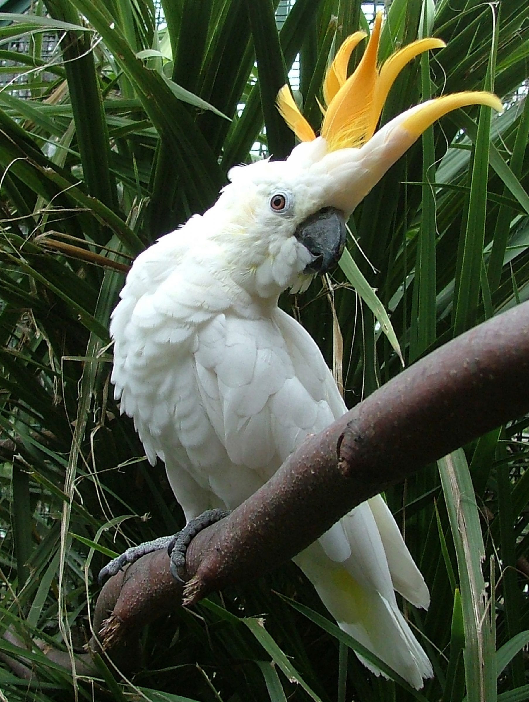 Citroncrested cockatoo Dublin Zoo