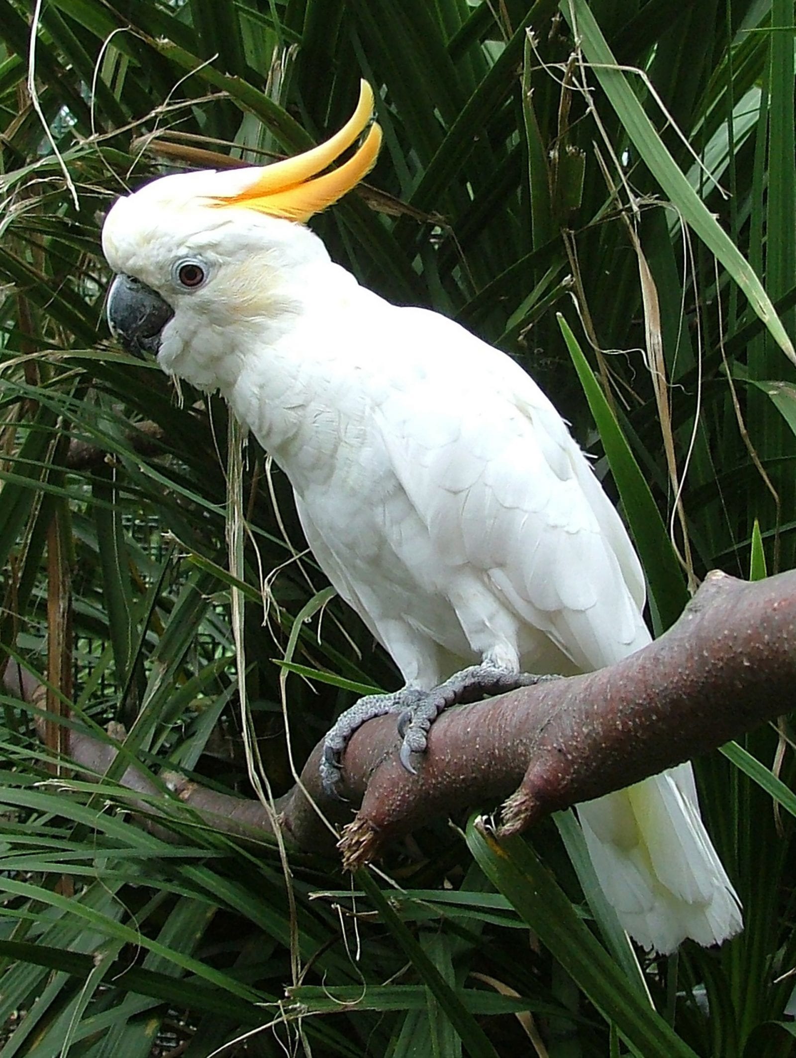 Citroncrested cockatoo Dublin Zoo