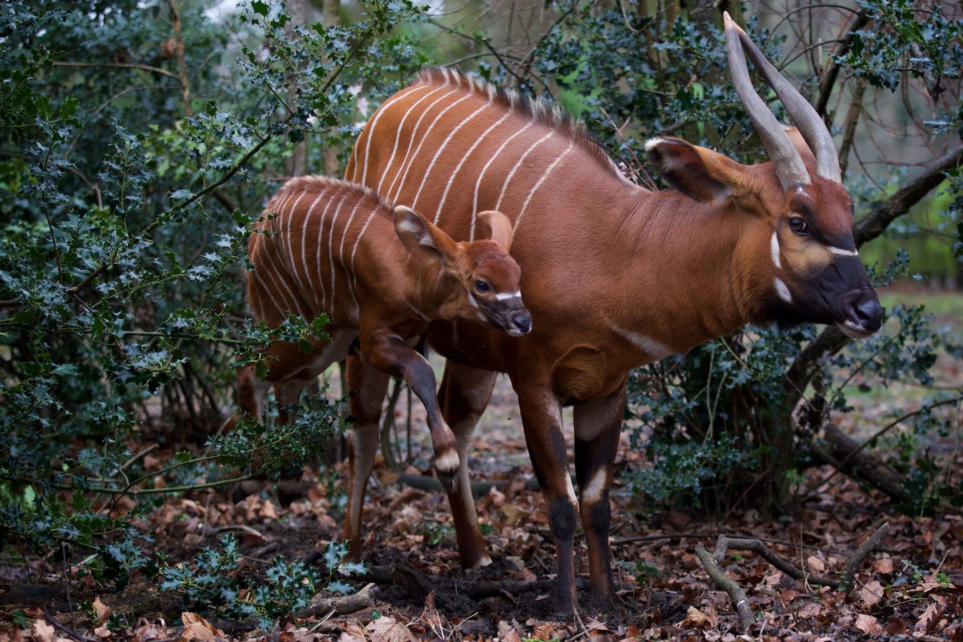 Bongo - Dublin Zoo Bongo - Dublin Zoo
