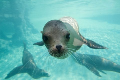 Sea lion