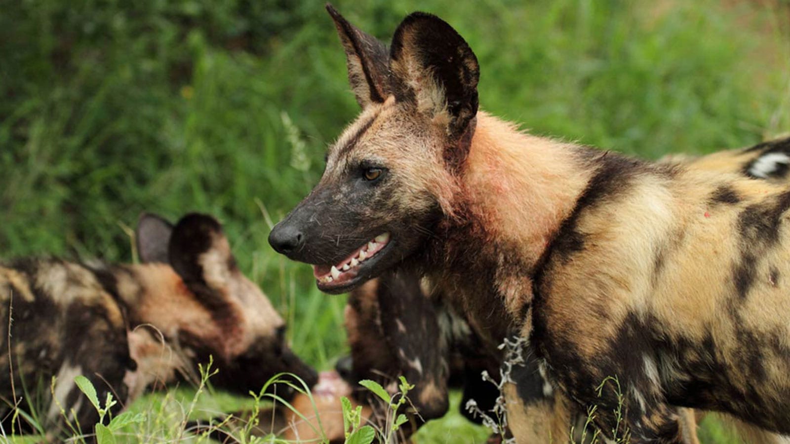 African Painted Dog Conservation Dublin Zoo