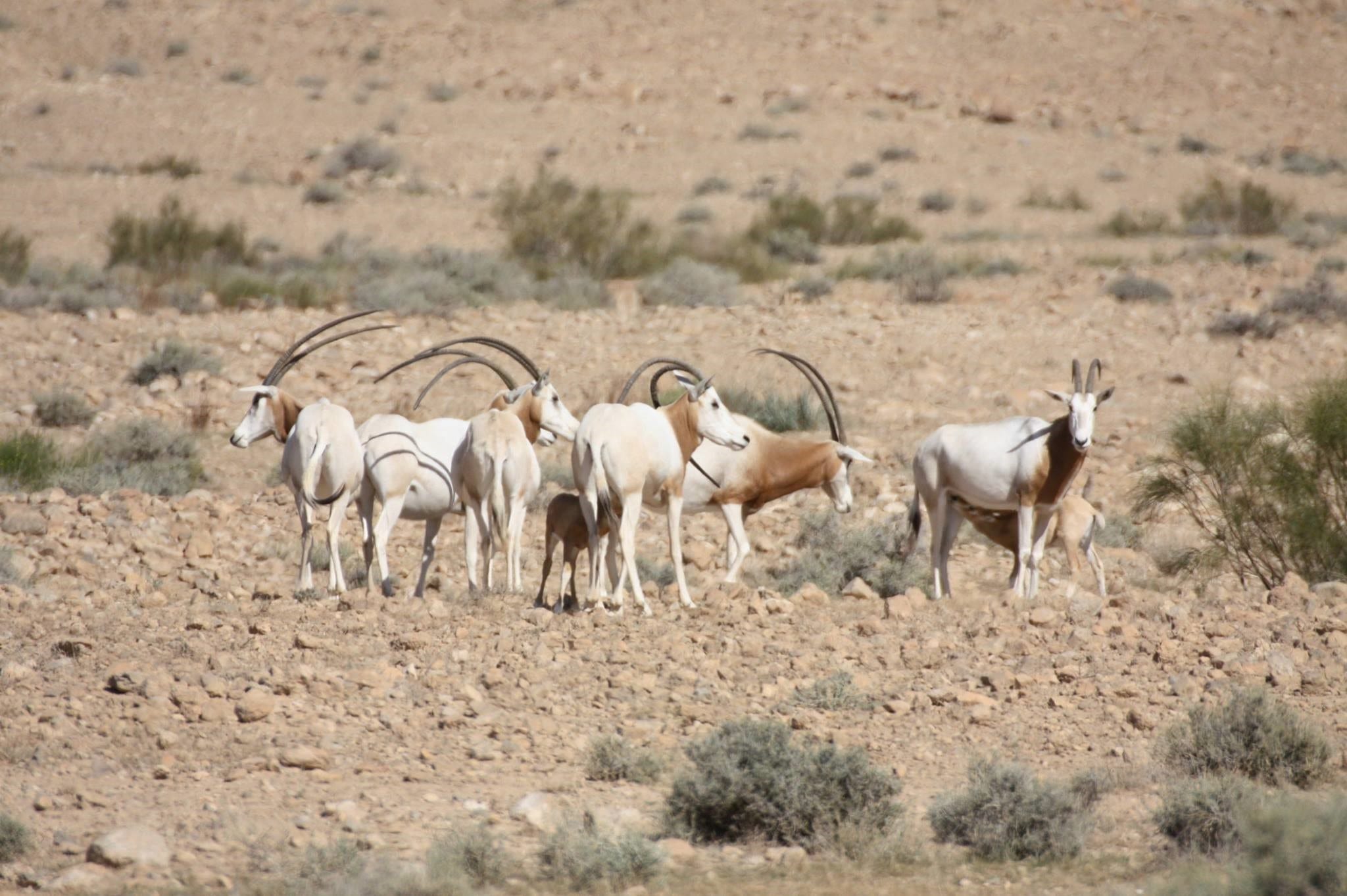 Reintroducing a Previously-extinct Antelope into the Wild