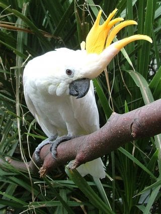 citron-crested cockatoo at Dublin Zoo 
