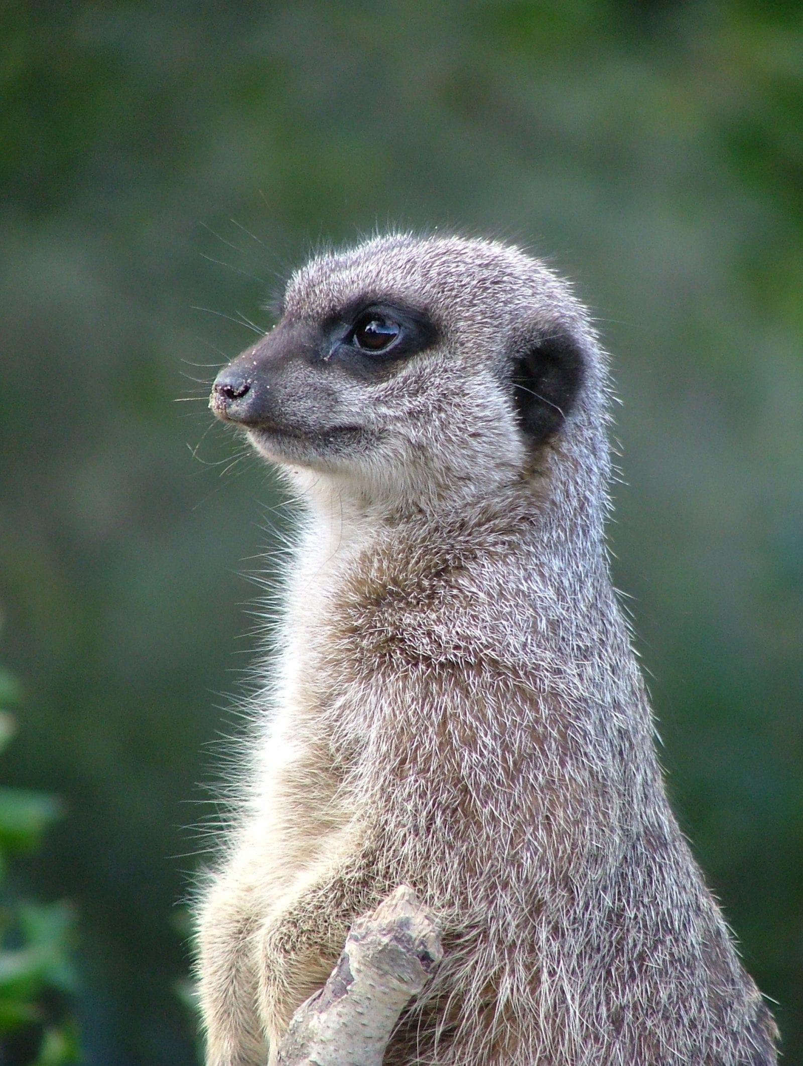 Meerkat - Dublin Zoo Meerkat - Dublin Zoo
