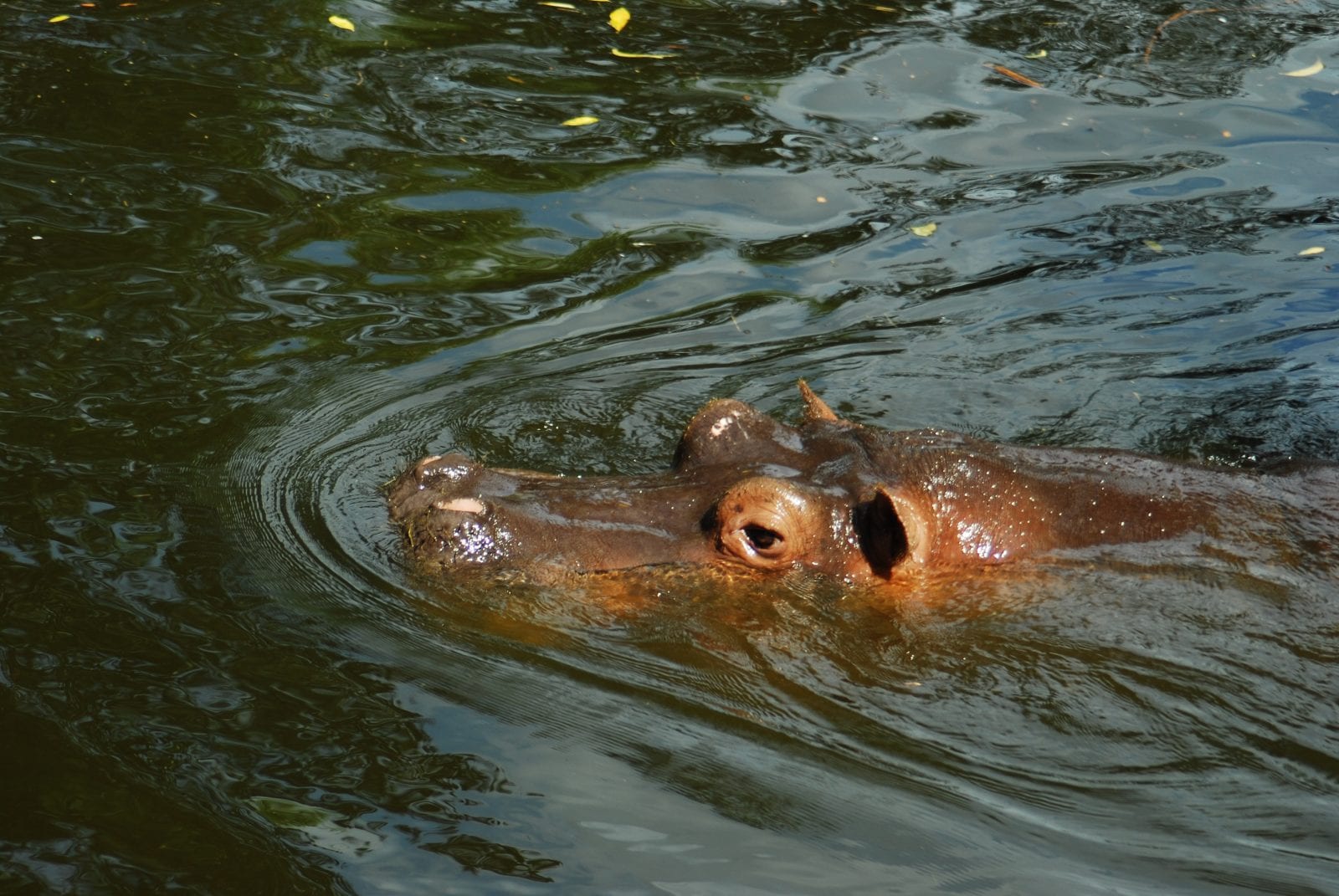 Hippopotamus - Dublin Zoo