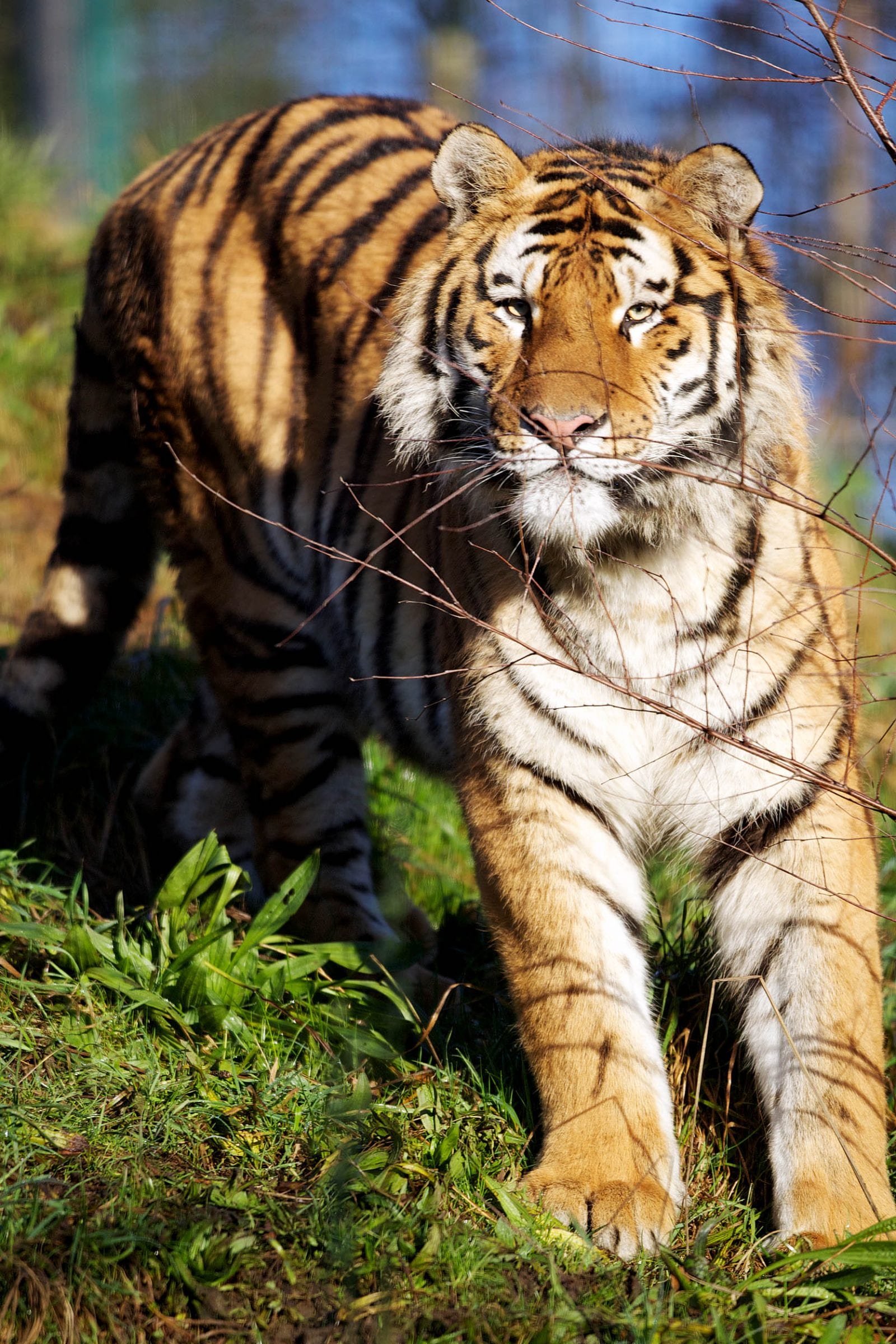 Amur Tiger - WAZA