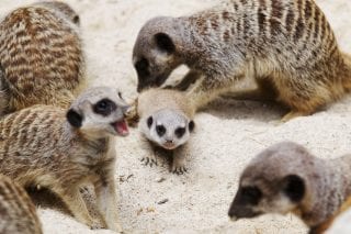 Meerkat - Dublin Zoo