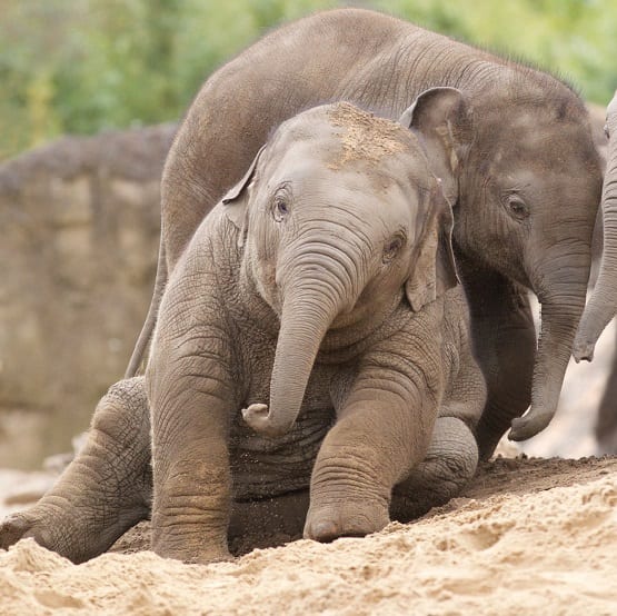 Elephant