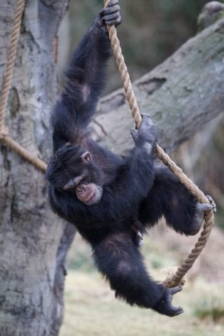 Wild Behaviour at Dublin Zoo