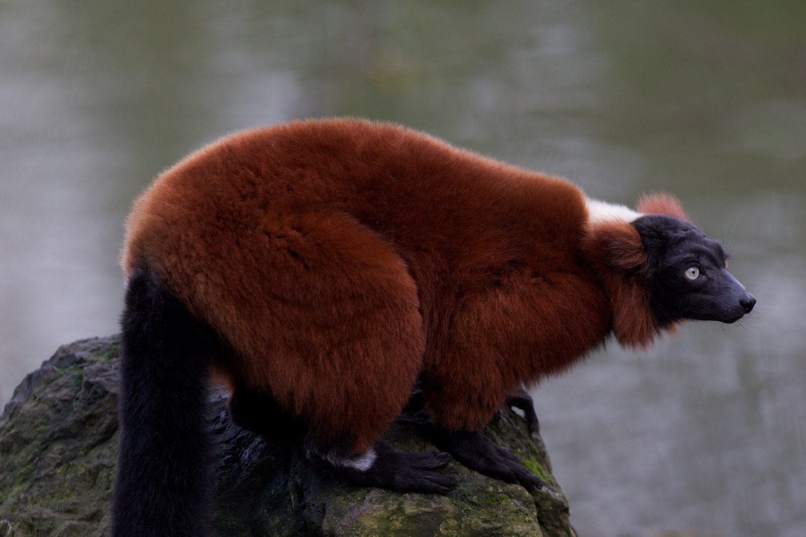 Red ruffed lemur - Dublin Zoo