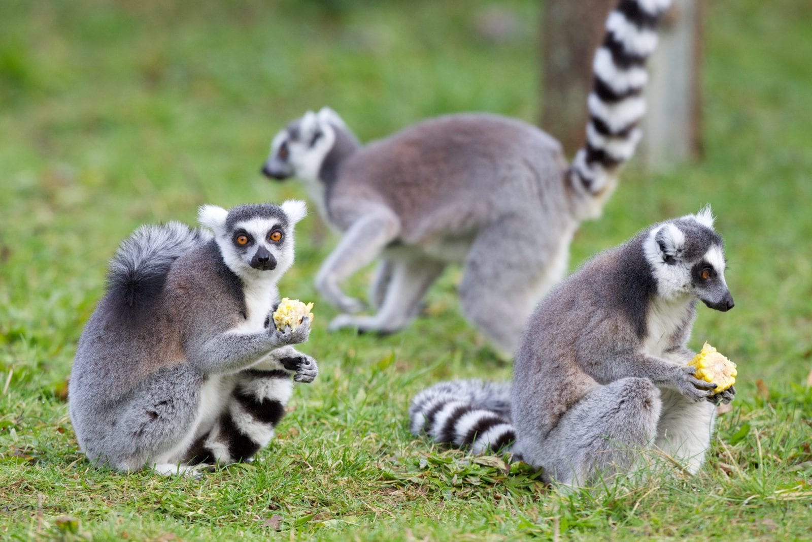 Ring-tailed lemur - Dublin Zoo