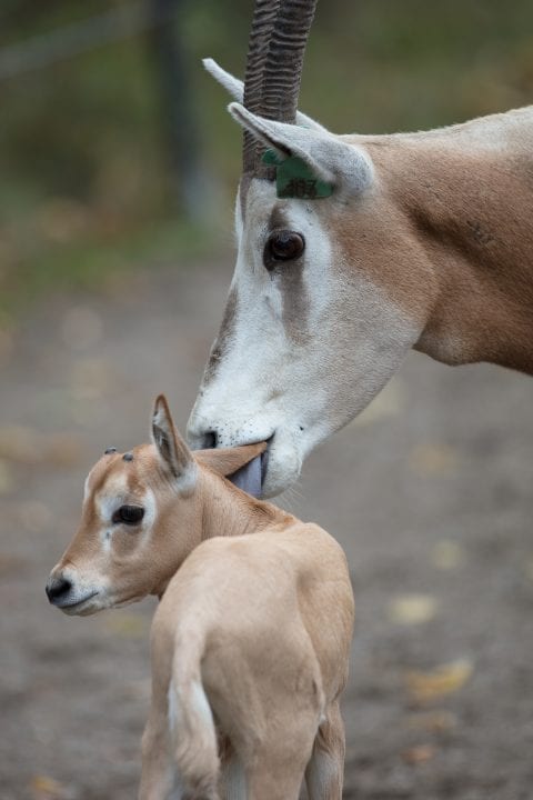 Dublin Zoo Welcomes Birth of Extinct in the Wild Scimitar-Horned Oryx -  Dublin Zoo