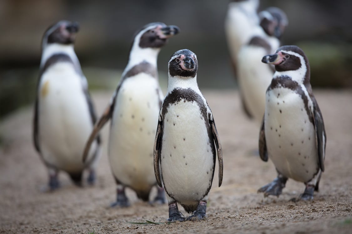 Humboldt penguin - Dublin Zoo