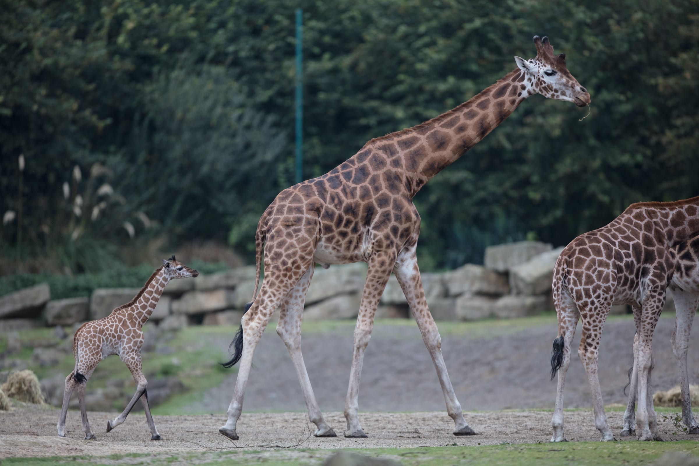 Dublin Zoo calls on budding young designers to take part in the ‘Giraffe Habitat Challenge’