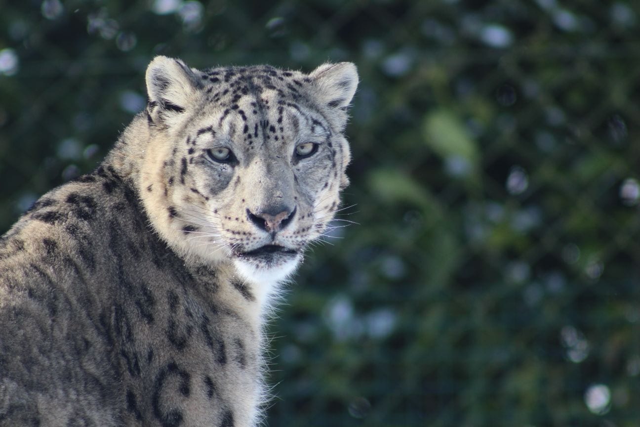 Snow Leopard - Dublin Zoo