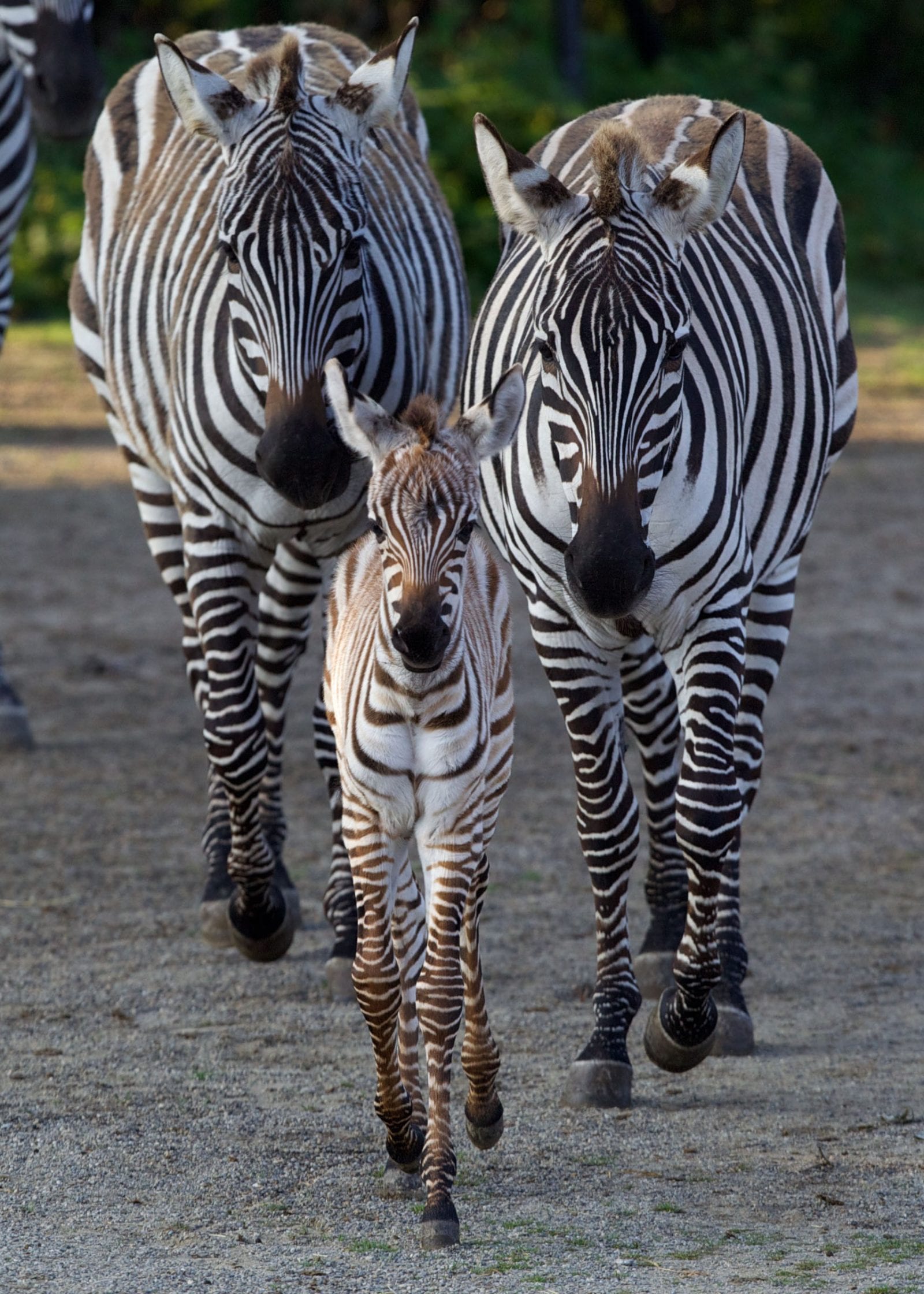 Zebra Habitat Map / Albino zebra / Few zebra species have superior ...