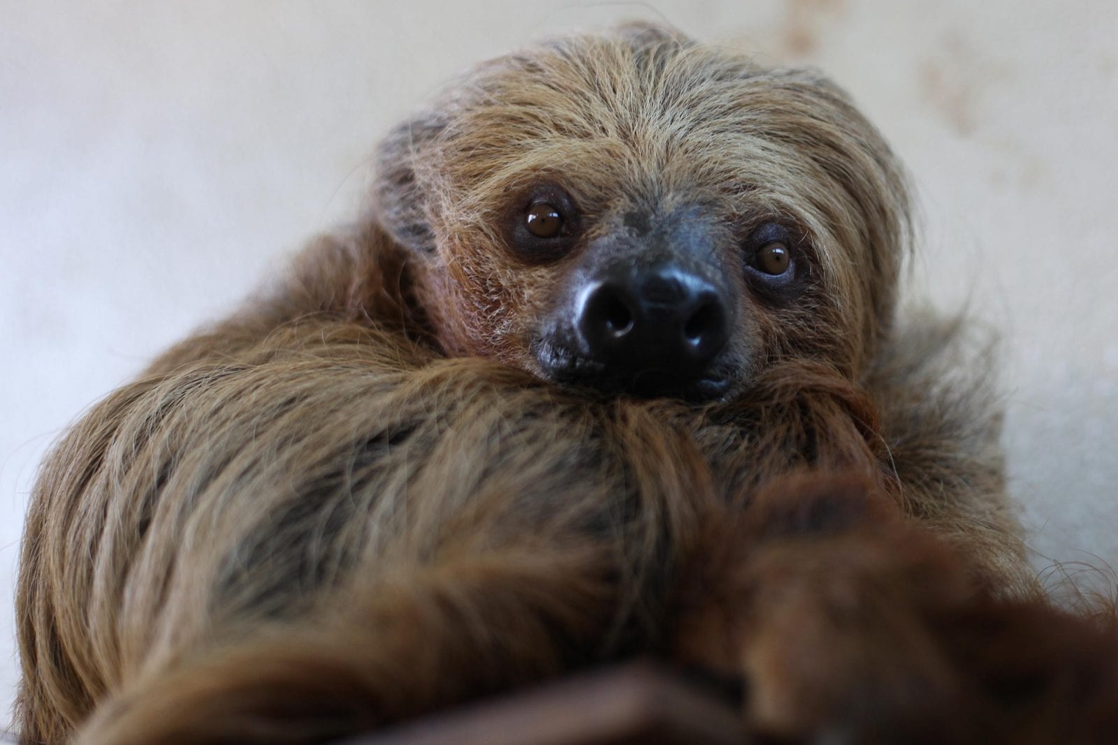 Sloth - Dublin Zoo