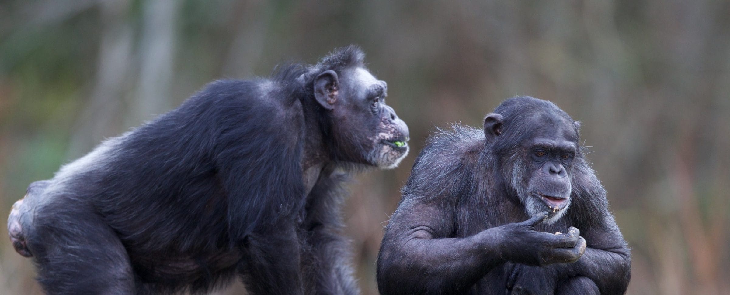 Chimp Wize Western chimpanzee - Dublin Zoo