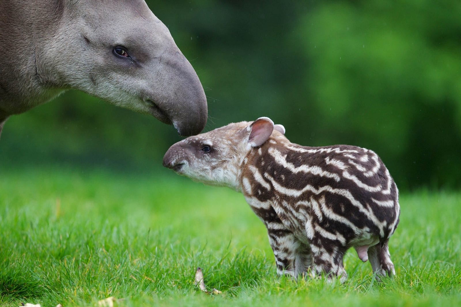 South American tapir - Dublin Zoo
