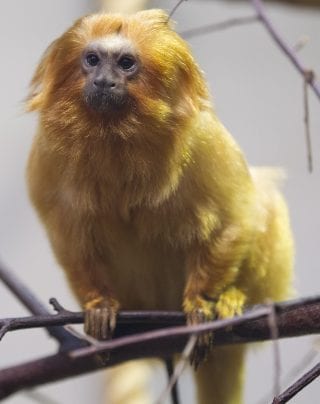 Golden Lion Tamarin - Dublin Zoo