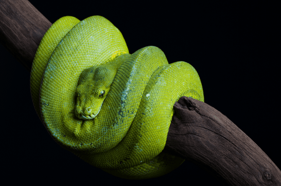 Green Tree Python Dublin Zoo