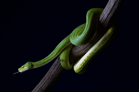 Green tree python - Dublin Zoo