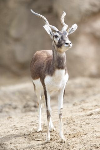 Blackbuck - Dublin Zoo Blackbuck - Dublin Zoo