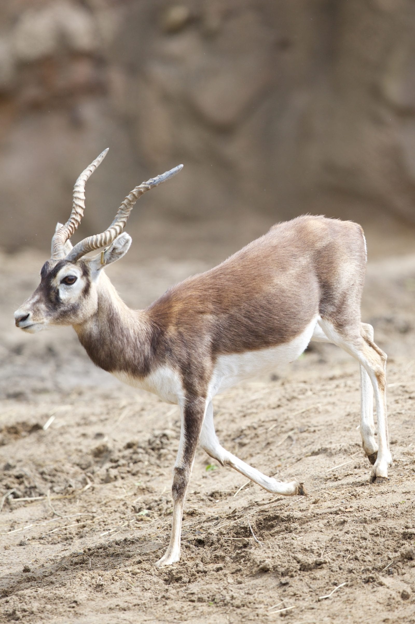 Blackbuck Antelope Baby