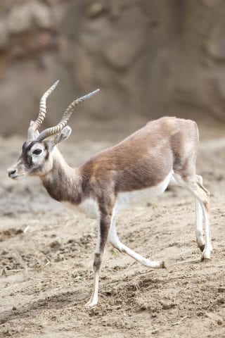 Blackbuck - Dublin Zoo Blackbuck - Dublin Zoo
